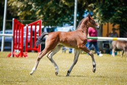 Fohlen von Stute von Valenzio / Ellington (Sächs.-Thür. Schweres Warmbl., 2024, von Valenzio)