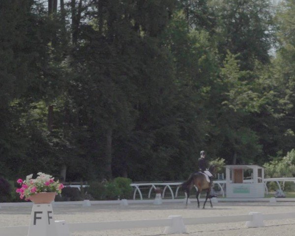 Reitturnier Grüningen 2024