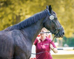 Zuchtstute Elfie SD (Sächs.-Thür. Schweres Warmbl., 2017, von Lord Brown)