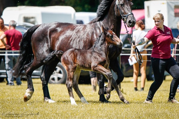 foal by Hengst von Veritalis / Lord Brown I (Sachs-door. Heavy Warmbl., 2024, from Veritalis)