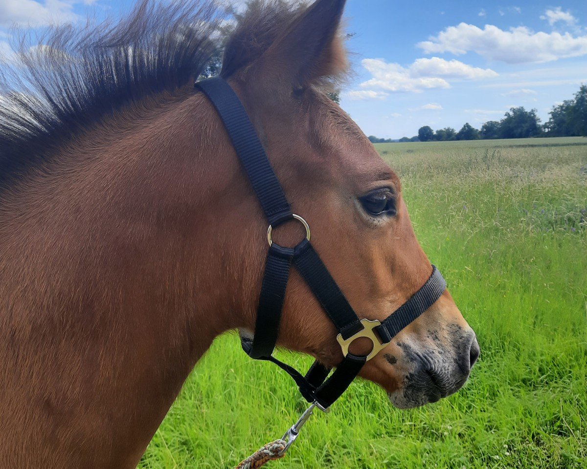 horse Campino (Freiberger, 2024, from Calvaro CH)