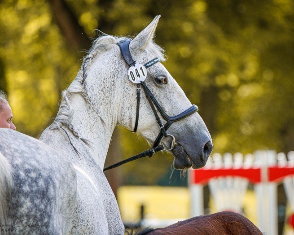 Zuchtstute Kürabell (Sächs.-Thür. Schweres Warmbl., 2013, von Edelstein)