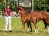 foal by Vamos Amigos (German Sport Horse, 2024, from DSP VA Bene)