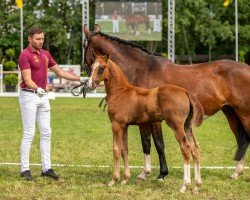 Fohlen von Vamos Amigos (Deutsches Sportpferd, 2024, von DSP VA Bene)