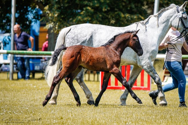 foal by Stute von Valenzio / Edelstein (Sachs-door. Heavy Warmbl., 2024, from Valenzio)