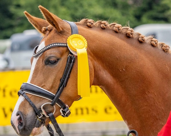 horse SMILLA Mobility WE (German Riding Pony, 2020, from The Braes My Mobility)