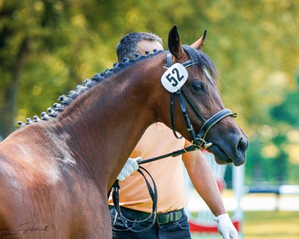 broodmare Mastro's Shenaja (German Riding Pony, 2016, from Heidehof's Mexiko)