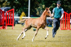 Fohlen von Stute von Grando / Heidehof's Mexico (Deutsches Reitpony, 2024, von Grando)