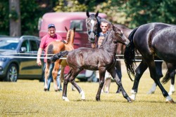 Fohlen von Stute von Lord Landi / Volontär (Sächs.-Thür. Schweres Warmbl., 2024, von Lord Landi)