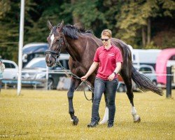 Zuchtstute Finja (Sächs.-Thür. Schweres Warmbl., 2014, von Volontär)