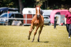 horse Stute von Lexter / Volontär (Sachs-door. Heavy Warmbl., 2024, from Lexter *)