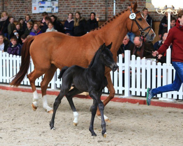 broodmare Donna (Hanoverian, 2013, from Detroit)