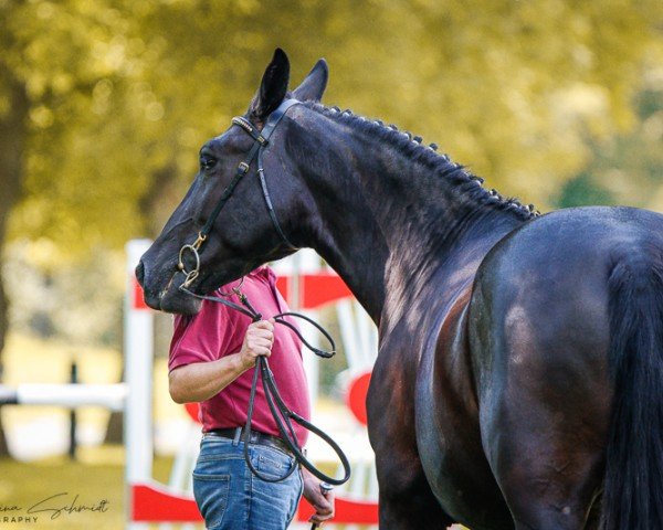 broodmare Trudel (Sachs-door. Heavy Warmbl., 2018, from Urfürst)