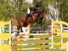 Springpferd Liva Rebell (Westfale, 2015, von Pikeur Lord Fauntleroy)