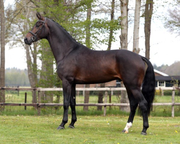 Deckhengst Nephew (KWPN (Niederländisches Warmblut), 2018, von Daily Diamond)