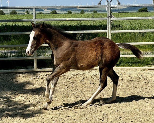 foal Hollidoc Shiner (Quarter Horse, 2024)