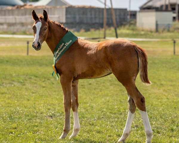 foal by Viva la Voom (German Sport Horse, 2024, from Vidar)