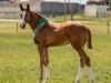 foal by Viva la Voom (German Sport Horse, 2024, from Vidar)