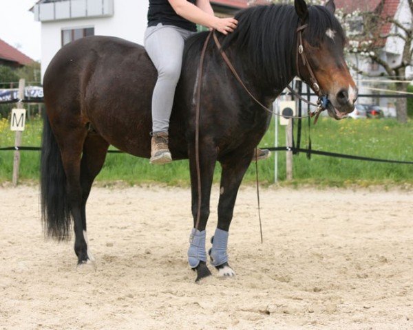 Pferd Tonka (Criollo, 2010)