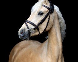 dressage horse Socratia Royal (German Riding Pony, 2020, from Jonker's Socrates)