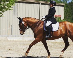 dressage horse Alga 7 (Czech Warmblood, 1997, from Gottward)