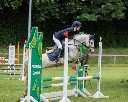 Springpferd Cloigen Flashjack (Welsh Pony (Sek.B), 2013, von Blaenpentre Red Fox)