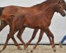 jumper Levaro Z (Zangersheide riding horse, 2012, from Levisto Z)