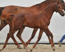 Springpferd Levaro Z (Zangersheide Reitpferd, 2012, von Levisto Z)