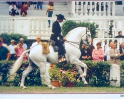 stallion Distinto (Lusitano, 1985, from Zangado)