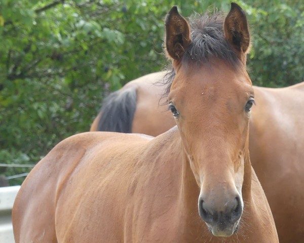 Springpferd Vydella (Westfale, 2020, von Verdi)