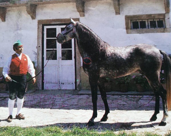 Deckhengst Herodes (Lusitano, 1989, von Distinto)