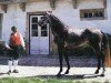 Deckhengst Herodes (Lusitano, 1989, von Distinto)