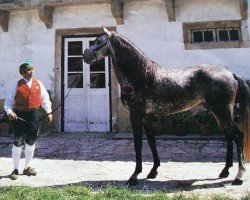 Deckhengst Herodes (Lusitano, 1989, von Distinto)