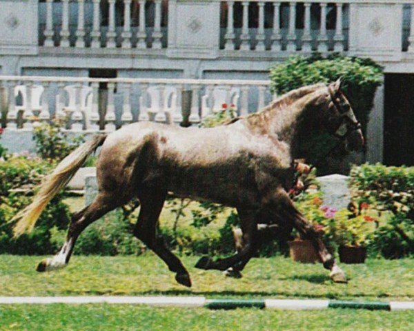 horse Icaro (Lusitano, 1990, from Novilheiro)