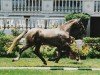 horse Icaro (Lusitano, 1990, from Novilheiro)