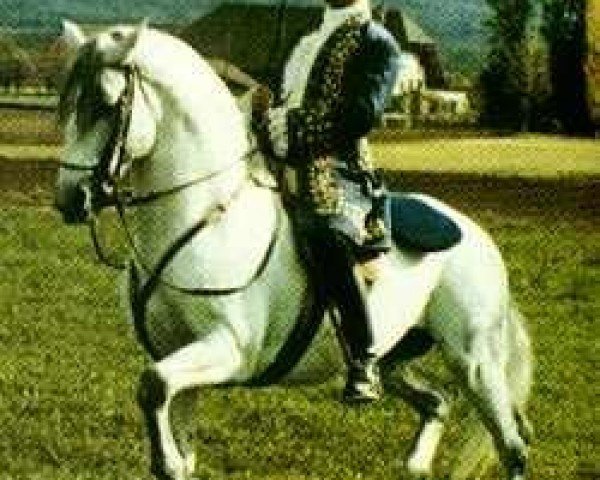 stallion Euclides (Lusitano, 1955, from Principe VIII)