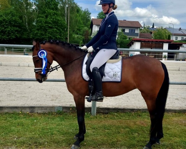 dressage horse RM D-Luxe (German Riding Pony, 2018, from D-Power AT)