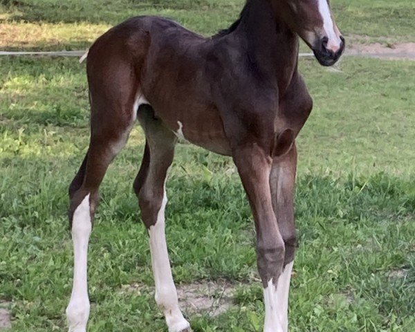 foal by Cardea S (Mecklenburg, 2024, from Cashmere)