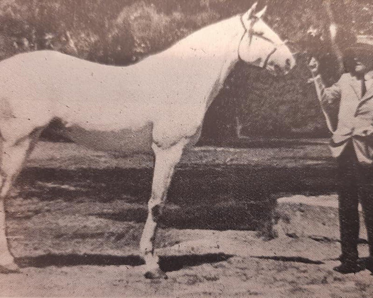 Deckhengst Almansor (Lusitano, 1938, von Agareno)