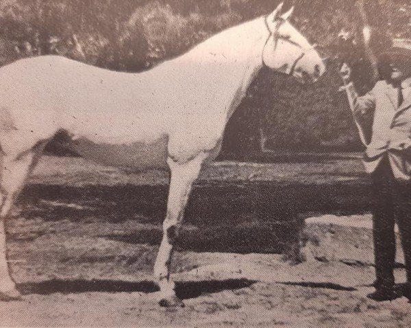 stallion Almansor (Lusitano, 1938, from Agareno)