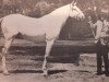 stallion Almansor (Lusitano, 1938, from Agareno)