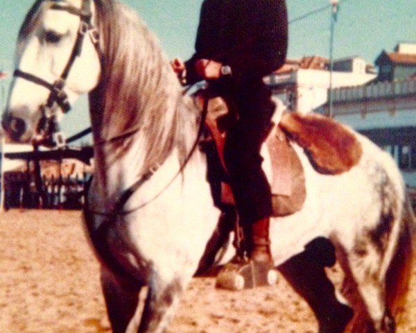 stallion Imperador (Lusitano, 1967, from Bailador)