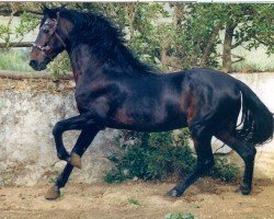 stallion Vidago (Lusitano, 1972, from Euclides)