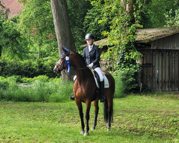 dressage horse Harmonie S 4 (Hanoverian, 2011, from Heinrich Heine)