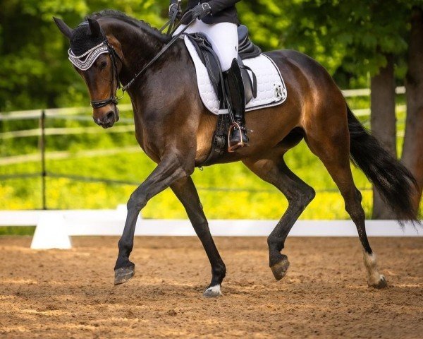 dressage horse Louane 4 (German Sport Horse, 2018, from Baron)