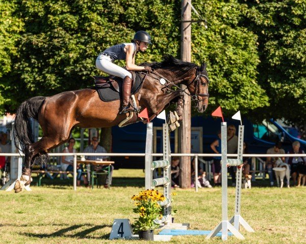 Springpferd Mindira 3 (KWPN (Niederländisches Warmblut), 2017, von Vagabond de la Pomme)