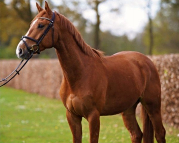 Springpferd Osbourne B (Oldenburger Springpferd, 2017, von Ogano)