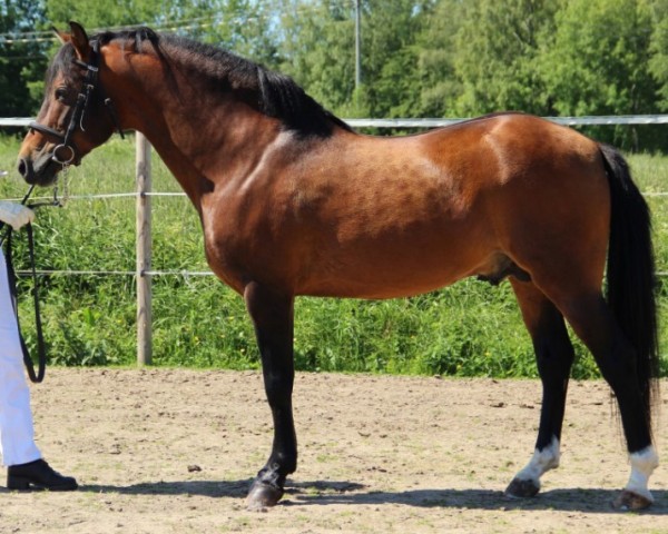 stallion Lunnalyckans Artist 34 NF (New Forest Pony, 2001, from Willoway Golddigger)