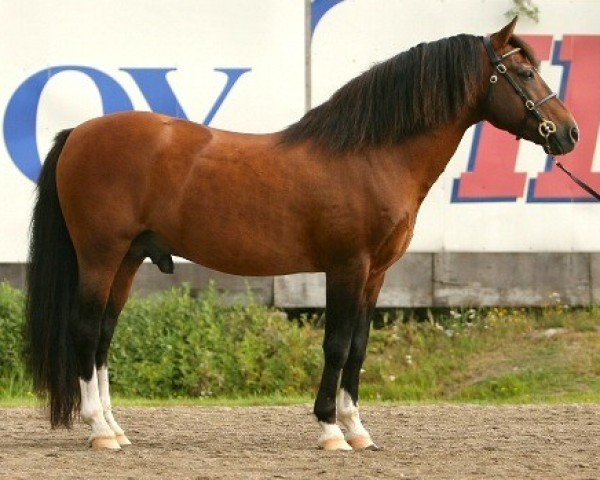 stallion Kotimäen Menuett My Life 14 NF (New Forest Pony, 1987, from Strätes Karbin)