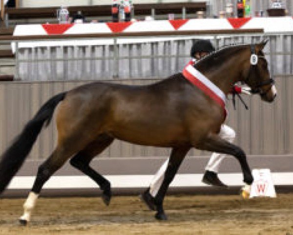 stallion Cosmo Royale II (German Riding Pony, 2020, from Cosmopolitan NRW)